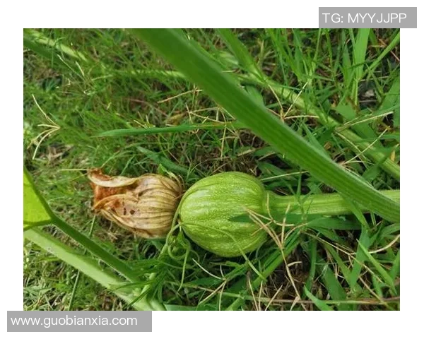 足球场上的铁人传奇:那些鲜少受伤的足球明星们的故事 足球场上的铁人传奇:那些鲜少受伤的足球明星们的故事